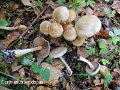 Cortinarius lepidopus-amf528